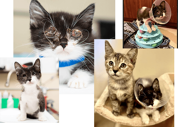 the cat winterberry and his medical recovery journey
