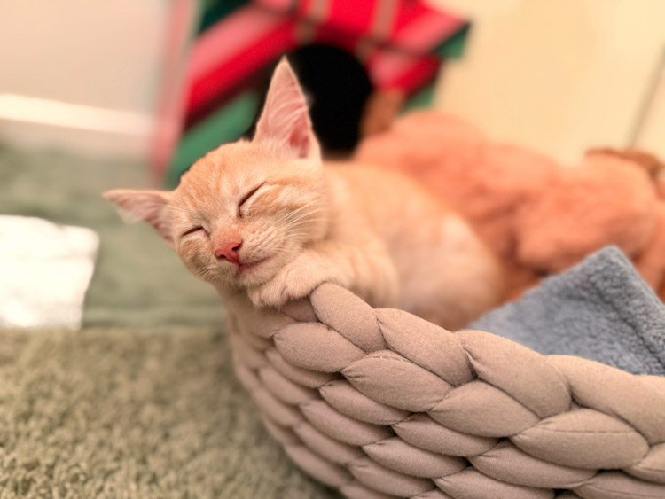 Stray Cat Alliance | Building a No-Kill Nation One Stray at a Time